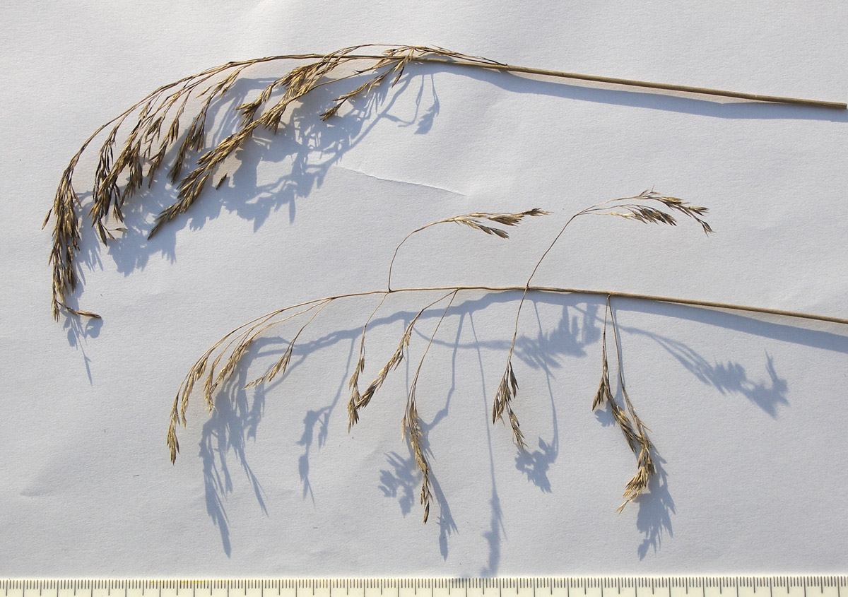 Image of Festuca drymeja specimen.