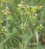 Euphorbia virgata