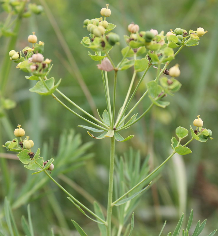 Изображение особи Euphorbia virgata.