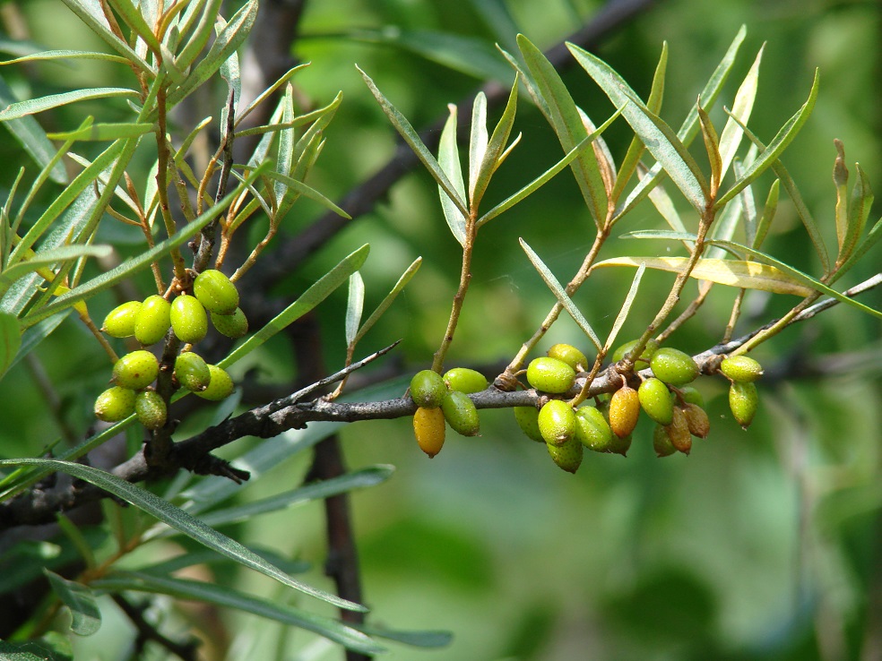 Image of Hippophae rhamnoides specimen.