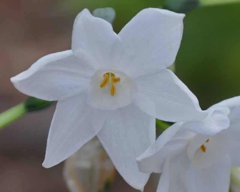 Изображение особи Narcissus papyraceus.