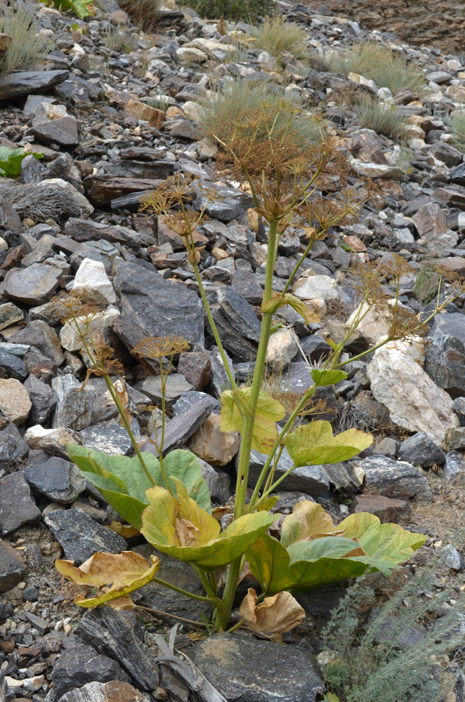 Image of Tetrataenium olgae specimen.