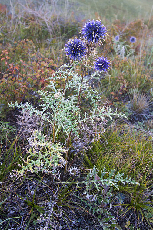 Image of genus Echinops specimen.