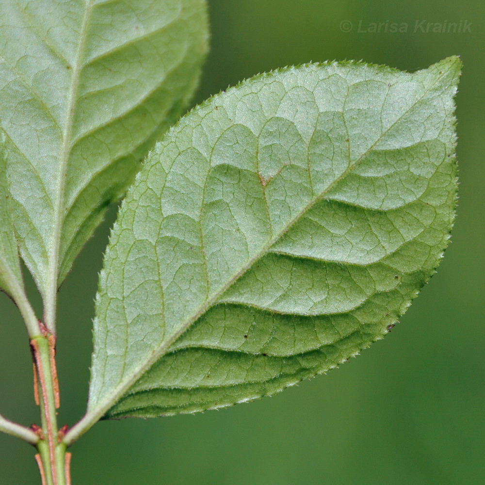 Image of Euonymus sacrosanctus specimen.