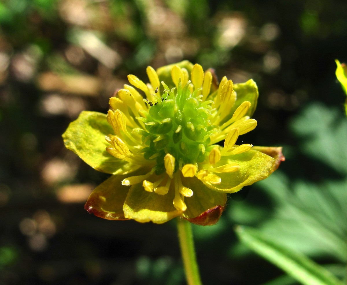 Изображение особи Ranunculus monophyllus.