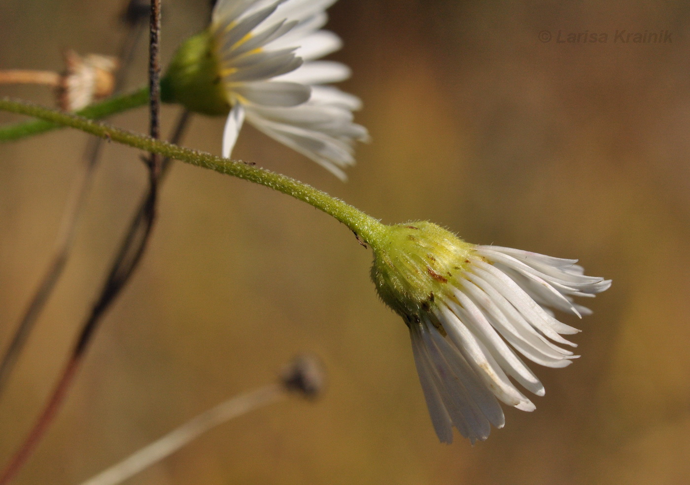 Изображение особи Erigeron annuus.