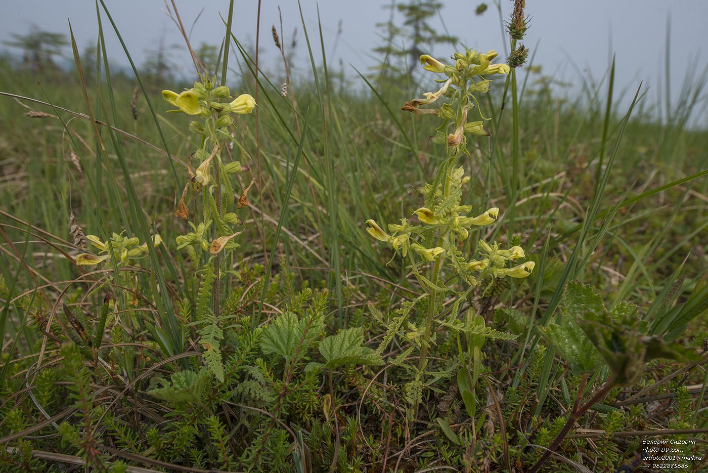 Изображение особи Pedicularis labradorica.