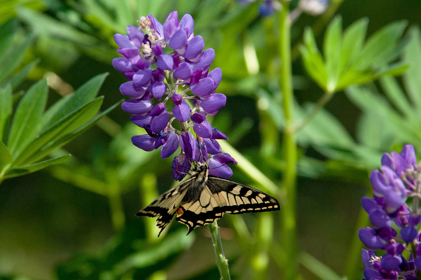 Изображение особи Lupinus polyphyllus.