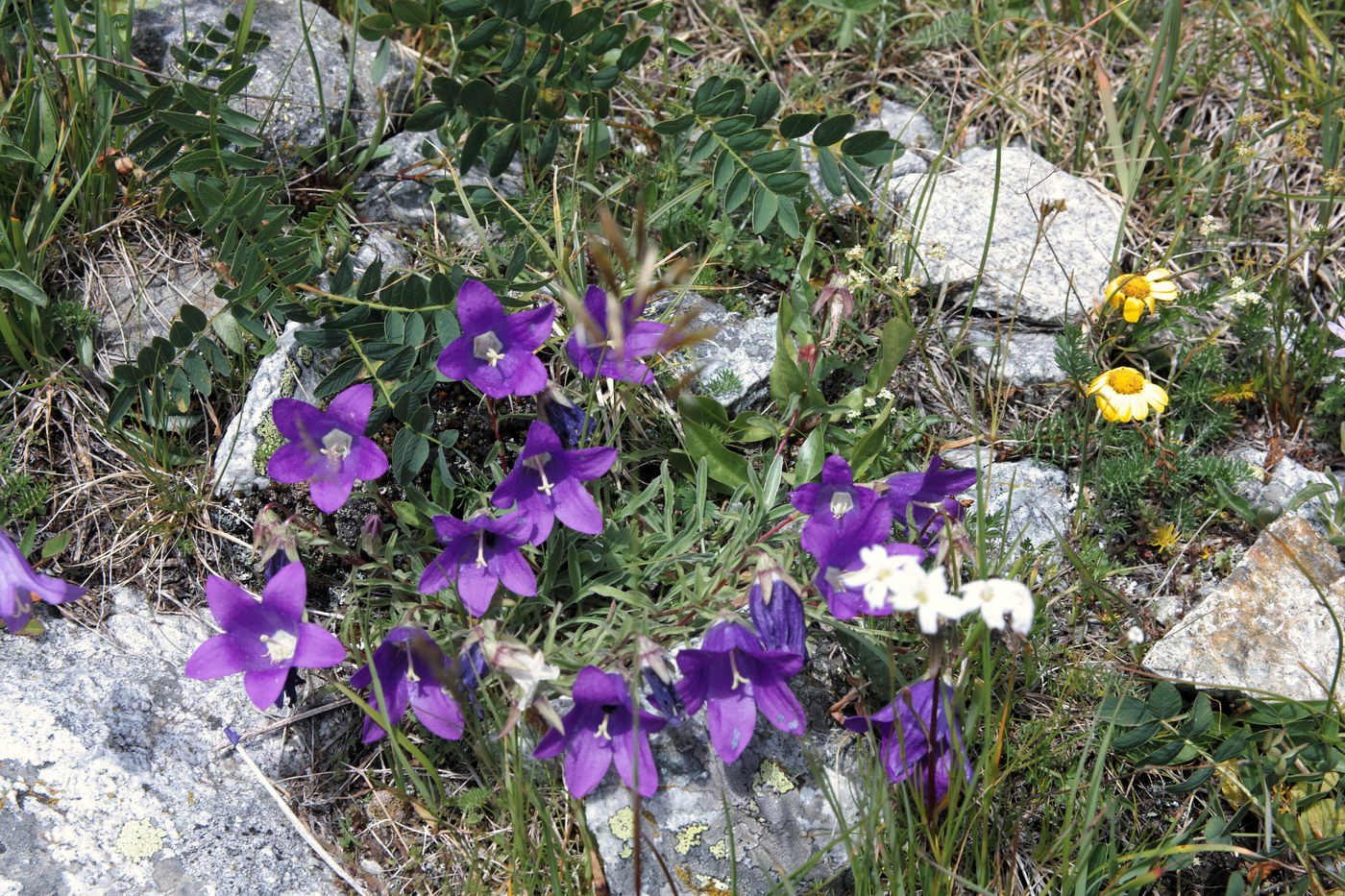 Image of Campanula saxifraga specimen.