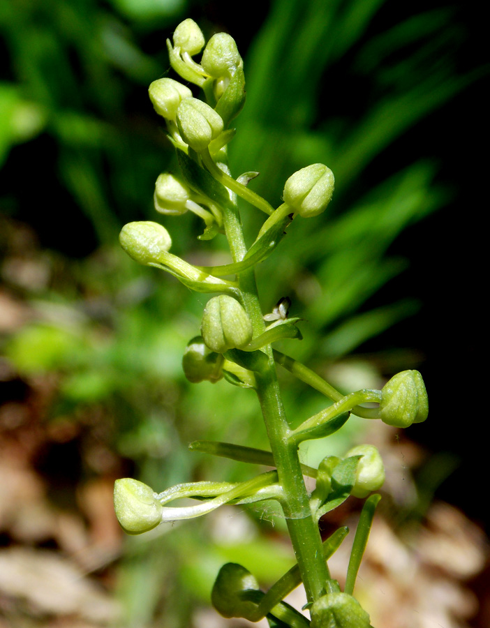 Image of Platanthera chlorantha specimen.