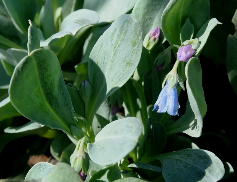 Изображение особи Mertensia maritima.