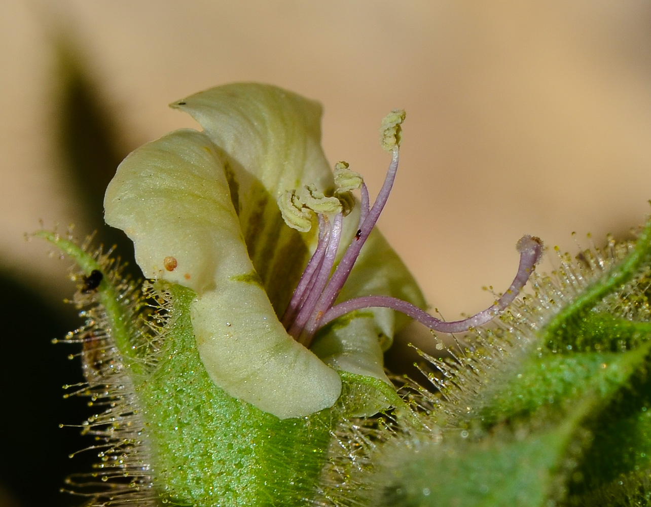 Image of Hyoscyamus desertorum  specimen.