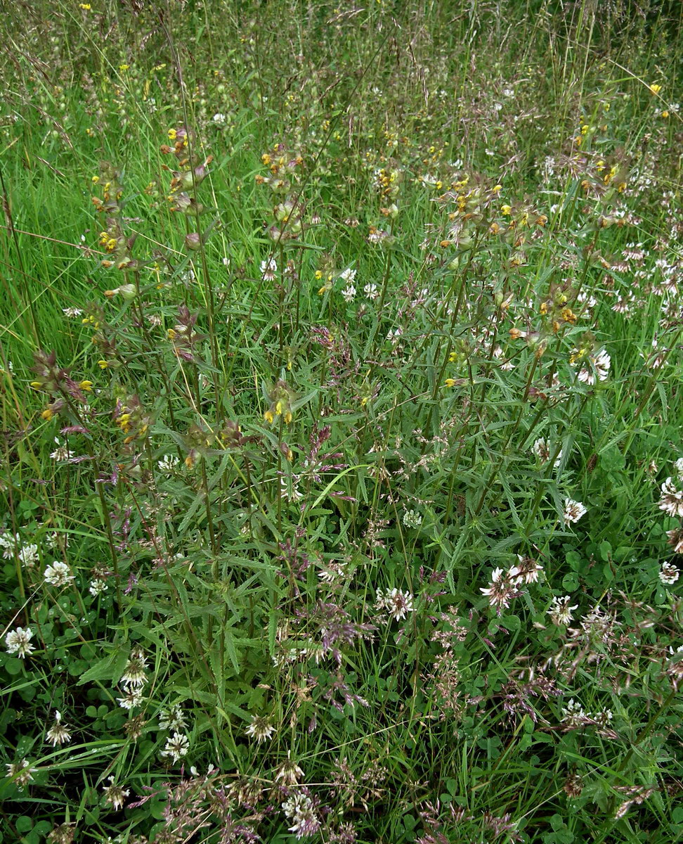 Image of genus Rhinanthus specimen.