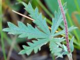 Potentilla argentea