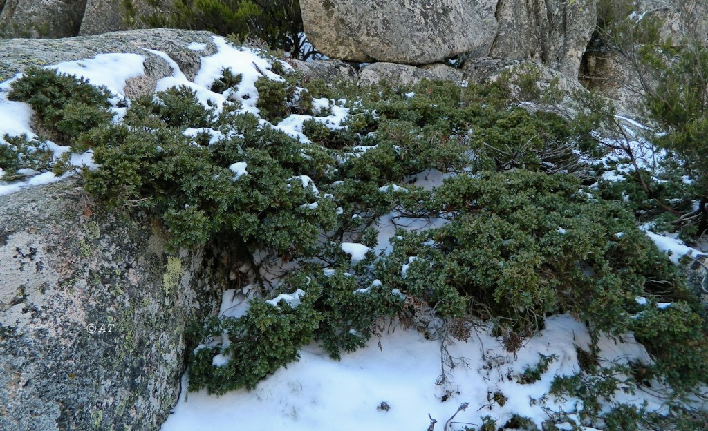 Изображение особи Juniperus sibirica.