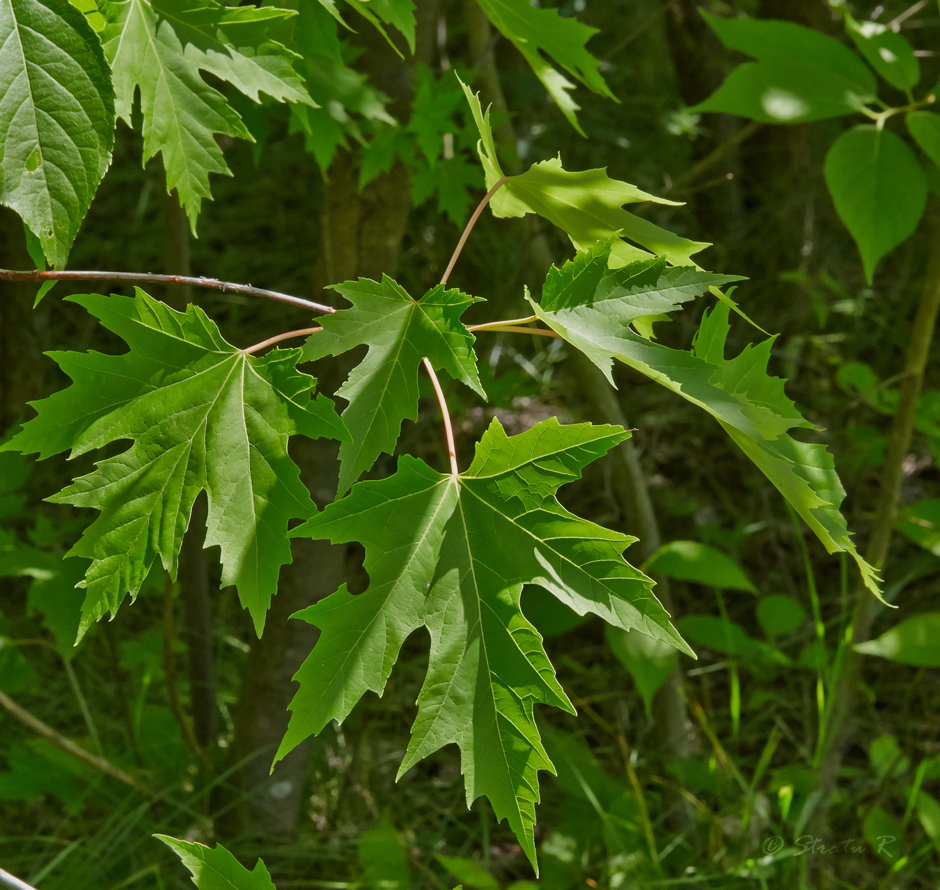 Клен сахаристый (серебристый) Acer saccharinum