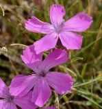 Dianthus haematocalyx