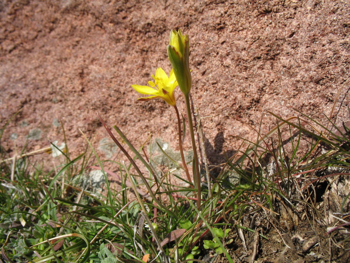 Image of Gagea olgae specimen.