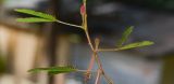 Mimosa pudica