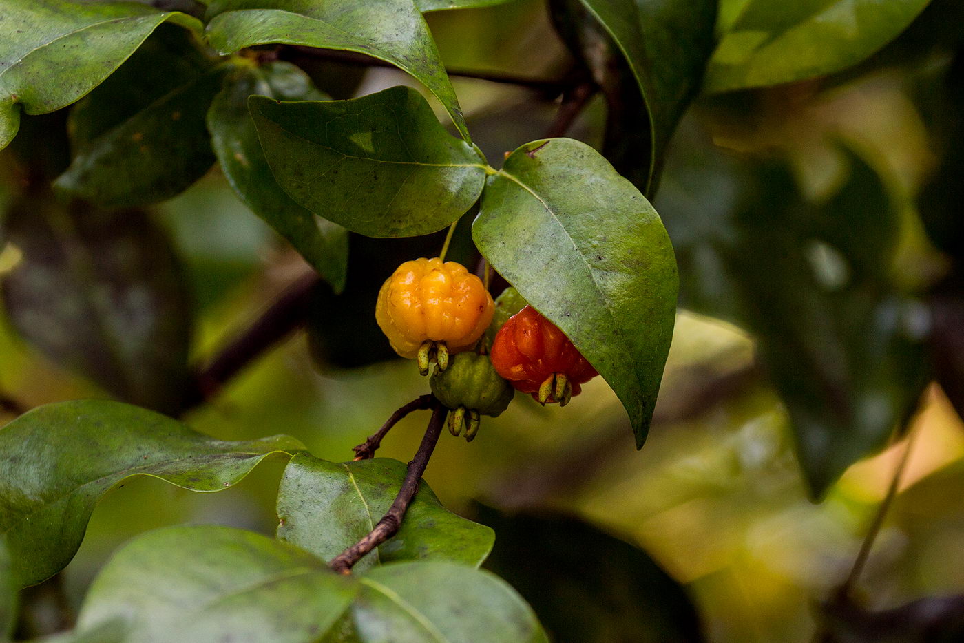 Image of genus Eugenia specimen.