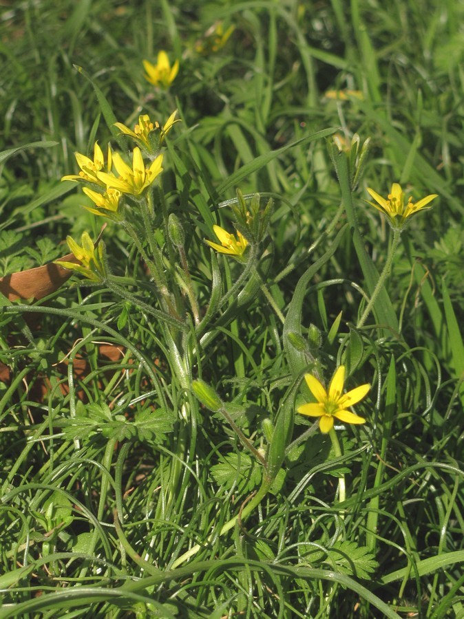 Image of Gagea villosa specimen.