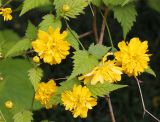 Kerria japonica variety pleniflora