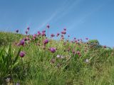 Astragalus stenanthus. Цветущие растения. Южный Казахстан, Сырдарьинский Каратау, горы Улькунбурултау, сухая степь на склоне вост. экспозиции, на мелкоземе, ≈ 800 м н.у.м. 4 мая 2017 г.