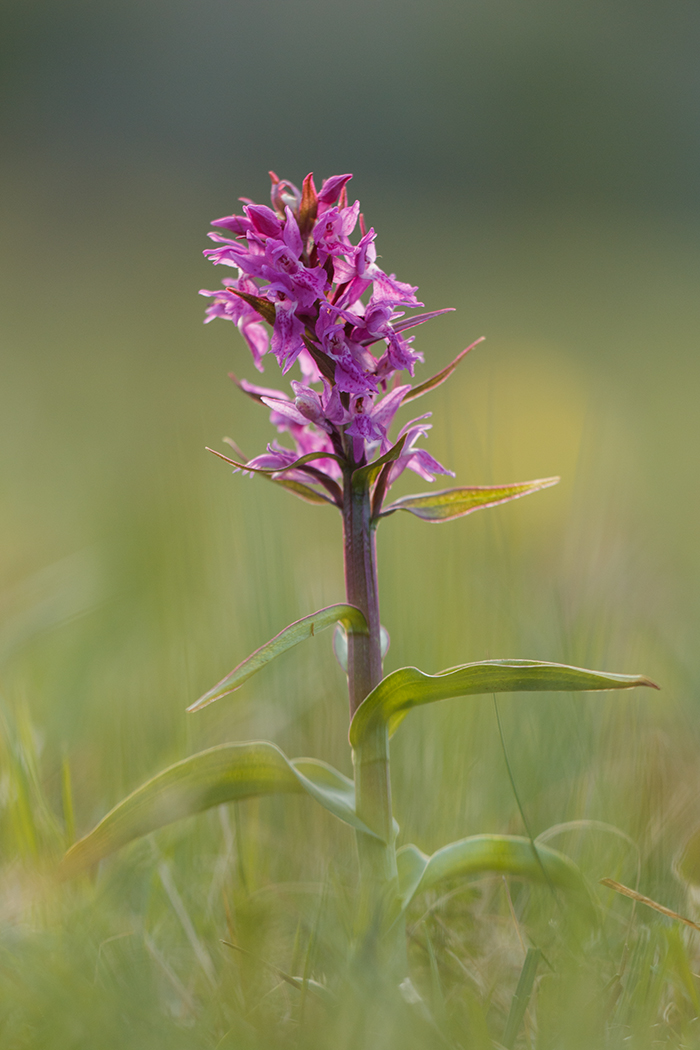 Image of Dactylorhiza euxina specimen.