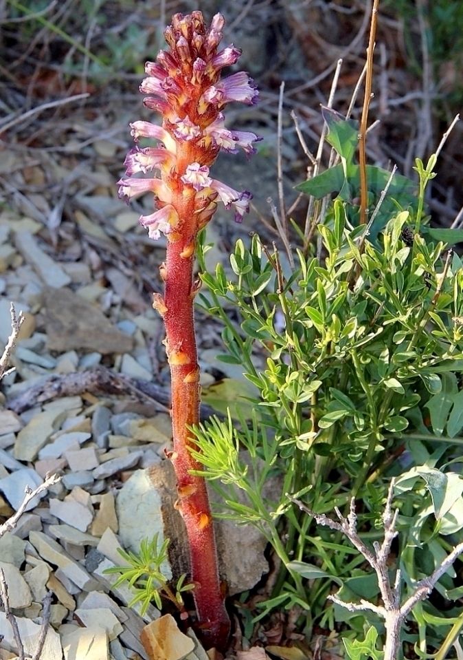 Image of Orobanche grenieri specimen.