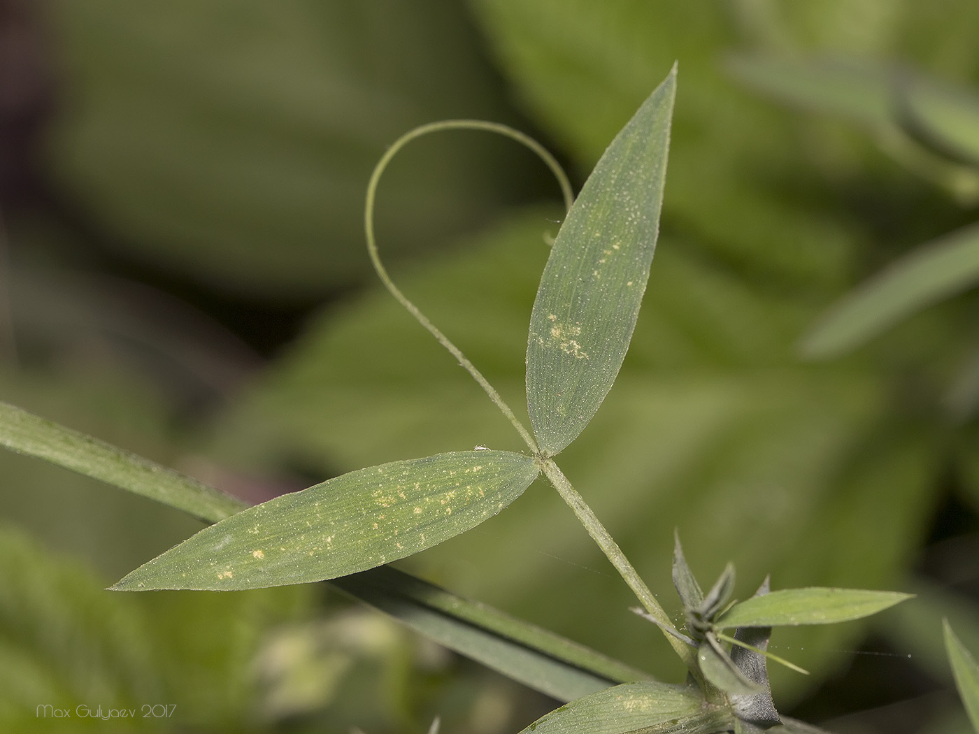 Image of Lathyrus pratensis specimen.