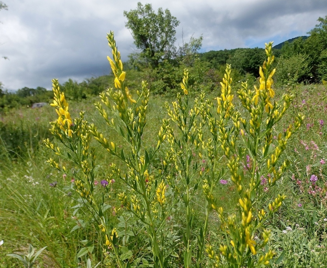 Image of Genista patula specimen.