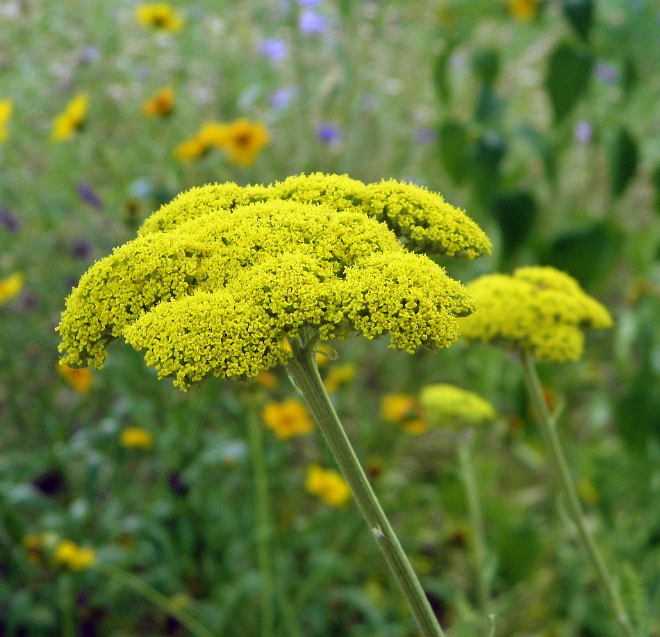 Image of Achillea filipendulina specimen.