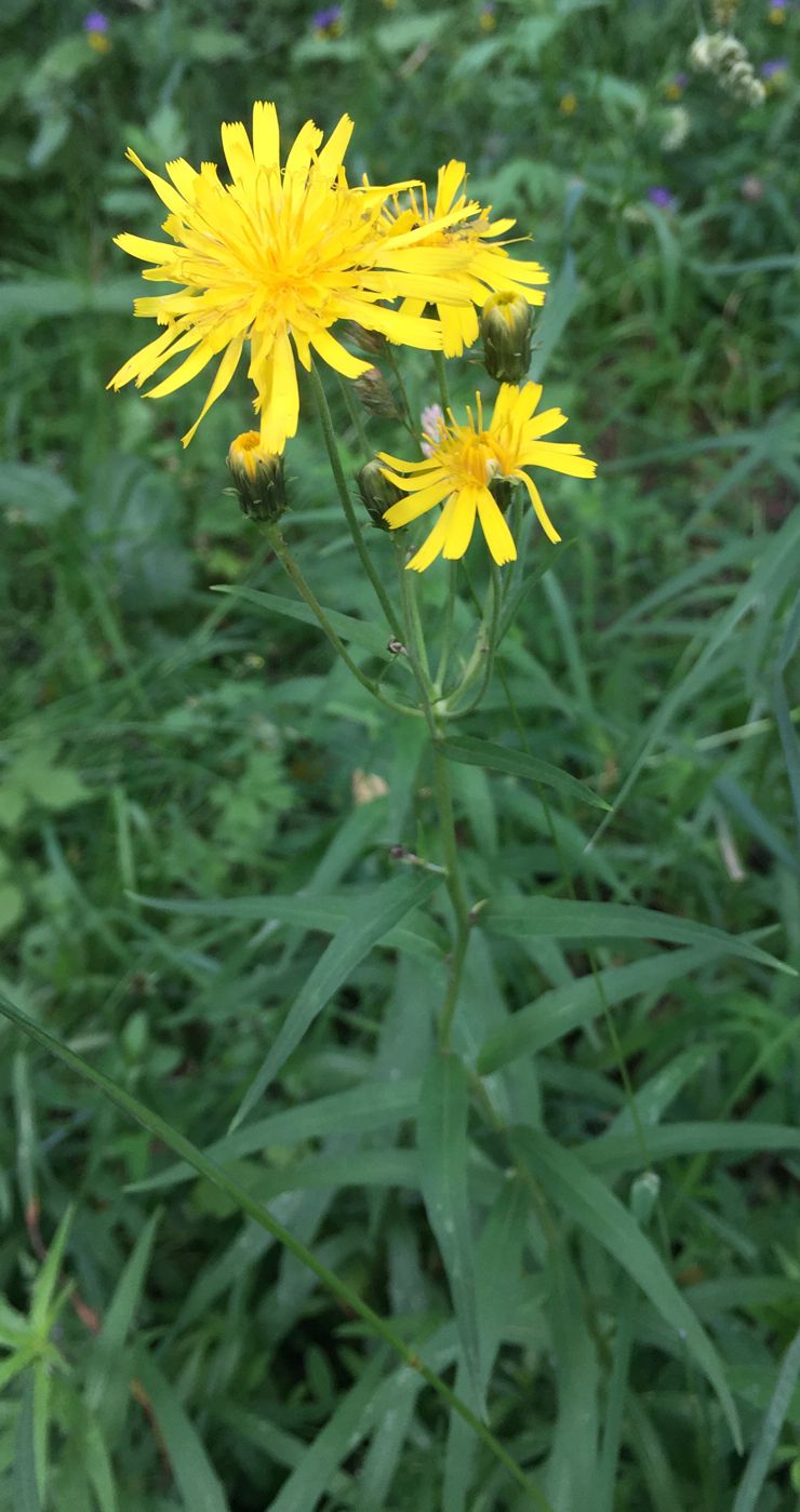 Image of Hieracium umbellatum specimen.