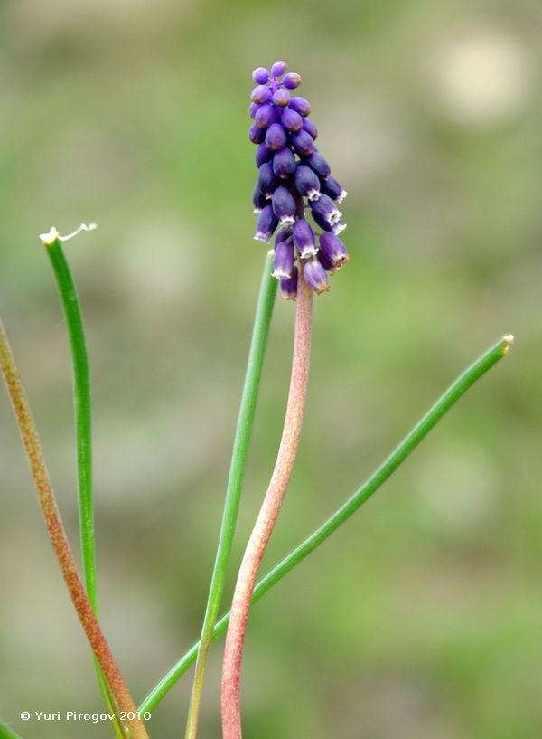 Image of Muscari grossheimii specimen.