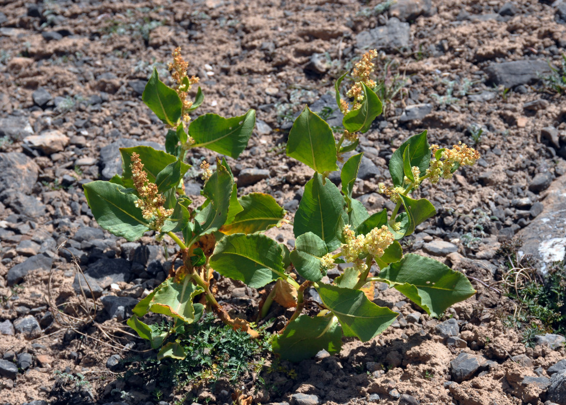 Изображение особи Aconogonon hissaricum.