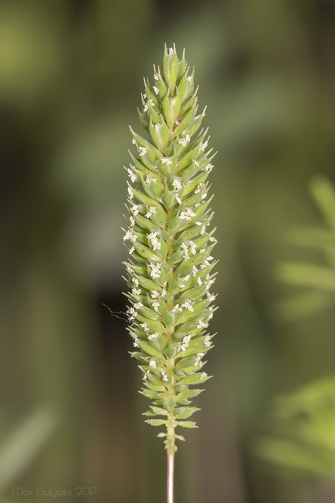 Image of Phleum paniculatum specimen.