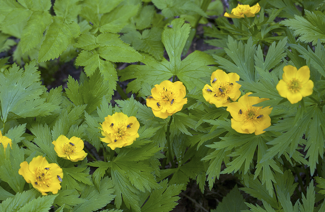 Image of Trollius riederianus specimen.