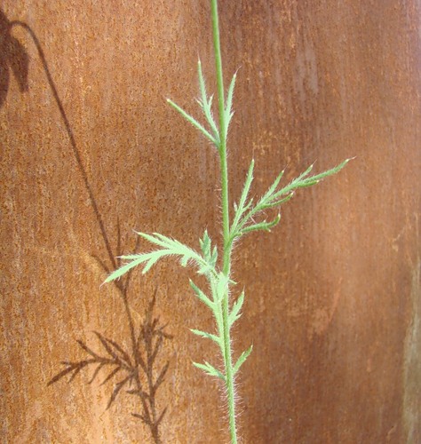 Image of Papaver dubium specimen.