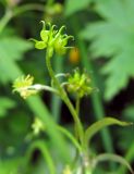 Ranunculus uncinatus. Плод. Камчатский край, Алеутский р-н, о-в Медный, бух. Корабельная, луг в долине ручья. 24.07.2017.