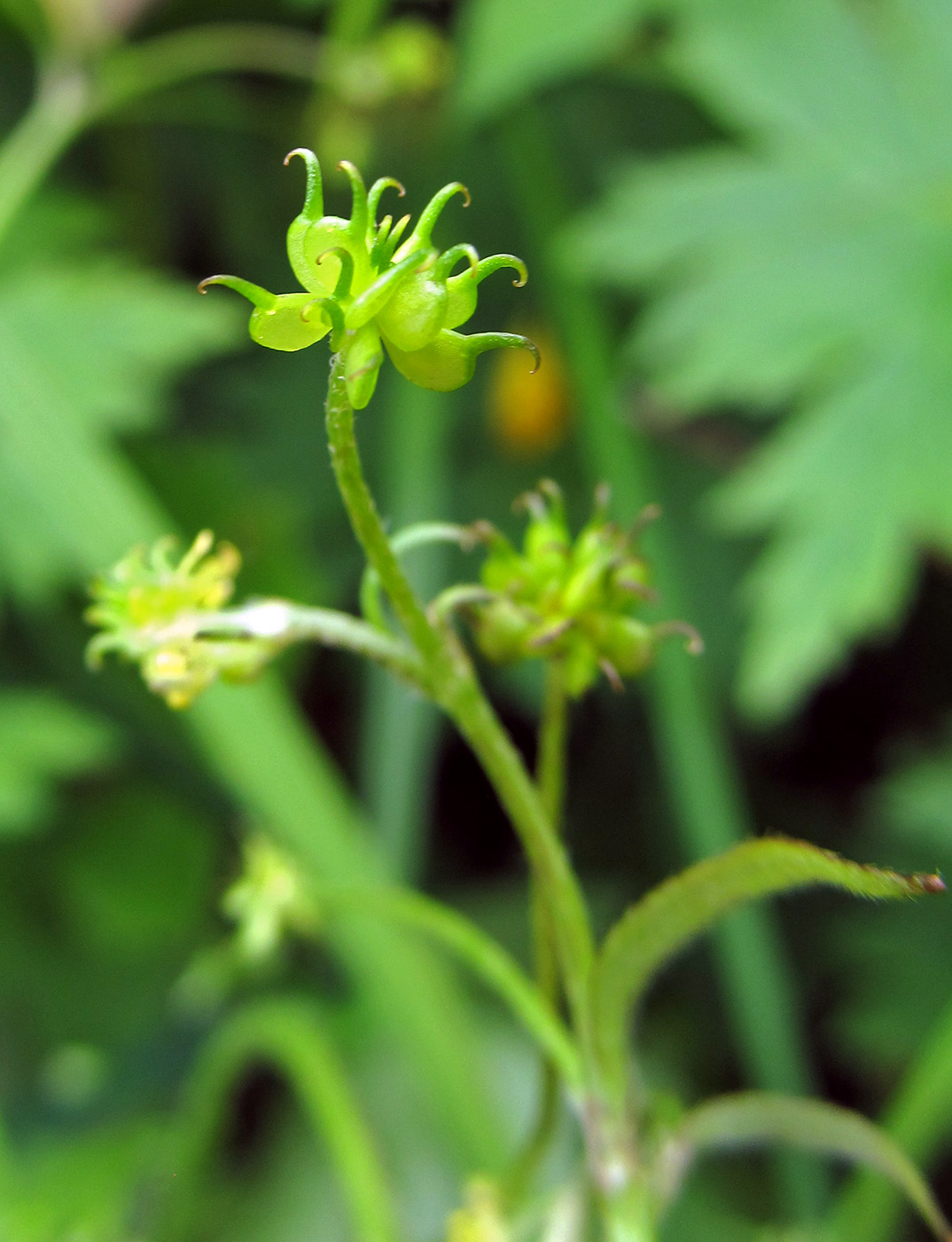 Image of Ranunculus uncinatus specimen.