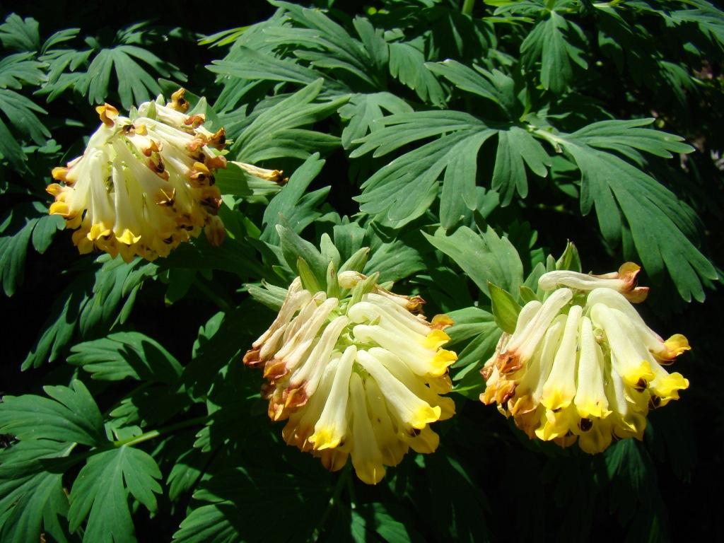 Image of Corydalis nobilis specimen.