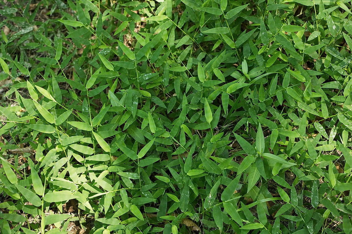 Image of Oplismenus undulatifolius specimen.