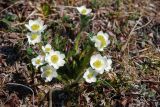 Anemonastrum sibiricum. Цветущее растение. Чукотка, побережье бухты Провидения, кустарничково-лишайниковая тундра. 15.06.2012.