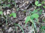 Lathyrus rotundifolius. Верхушка побега. Крым, Бахчисарайский р-н, окр. пос. Трудолюбовка, гора Кызыл-Чагир, грабово-дубовый лес. 05.05.2010.