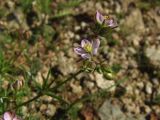 Spergularia rubra. Верхушка растения с цветками и бутонами. Магаданская обл., Ольский р-н, Ольское побережье, каменистая дорога в распадке руч. Колчаковский. 24.08.2014.