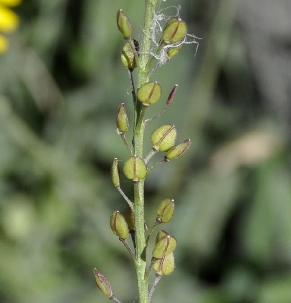 Image of Lepidium graminifolium specimen.