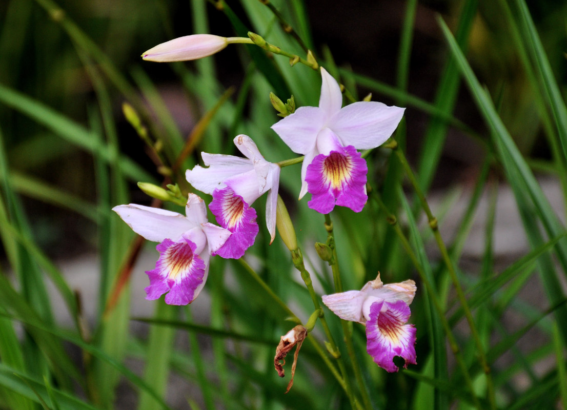 Image of Arundina graminifolia specimen.