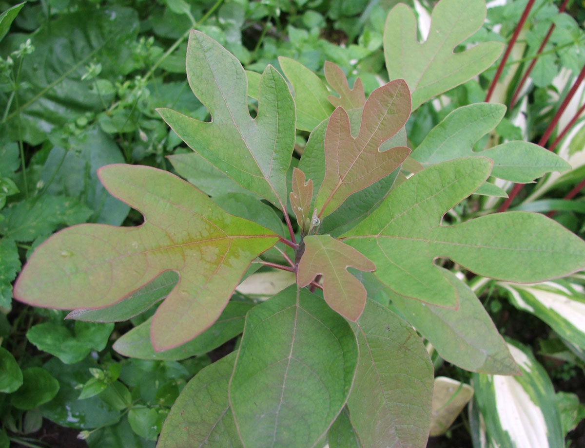 Image of Sassafras albidum specimen.