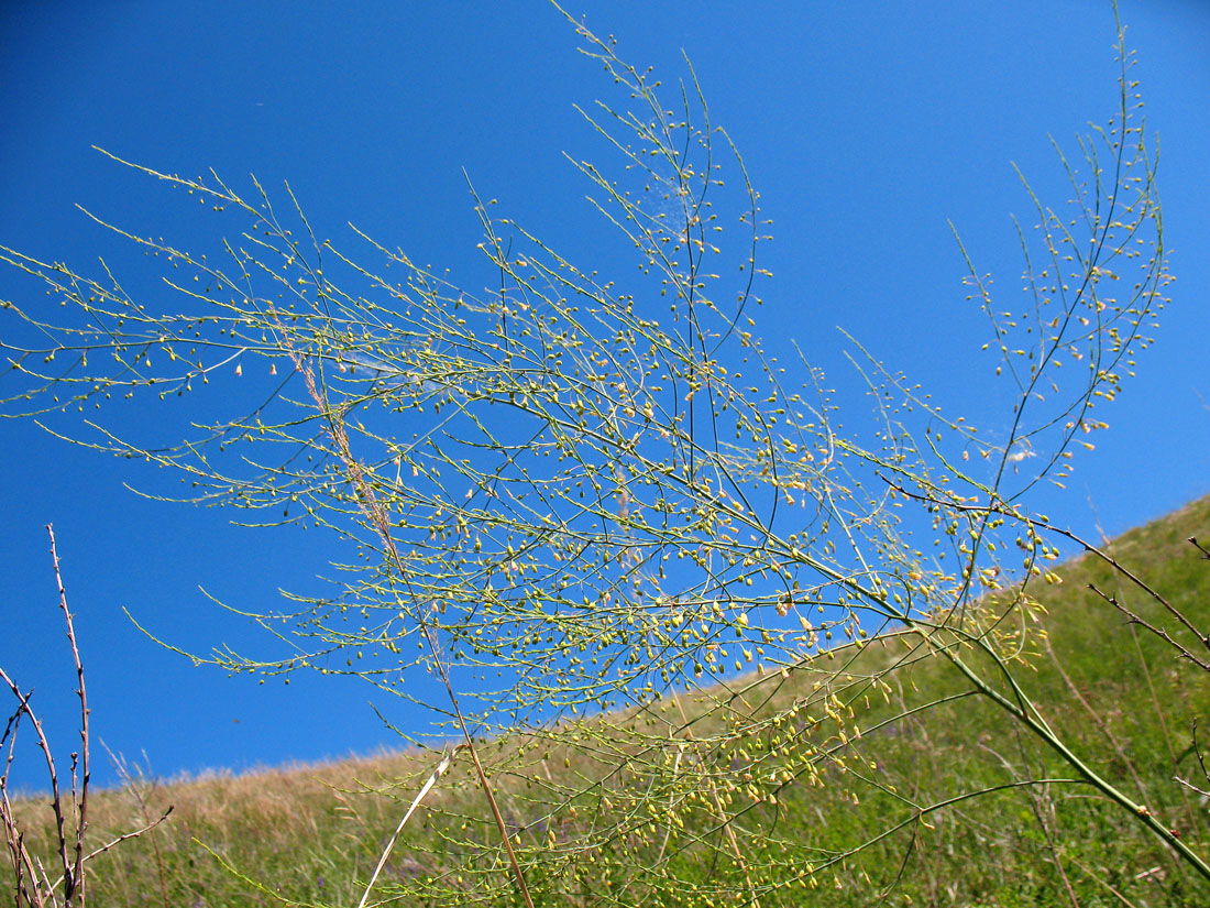 Image of Asparagus officinalis specimen.