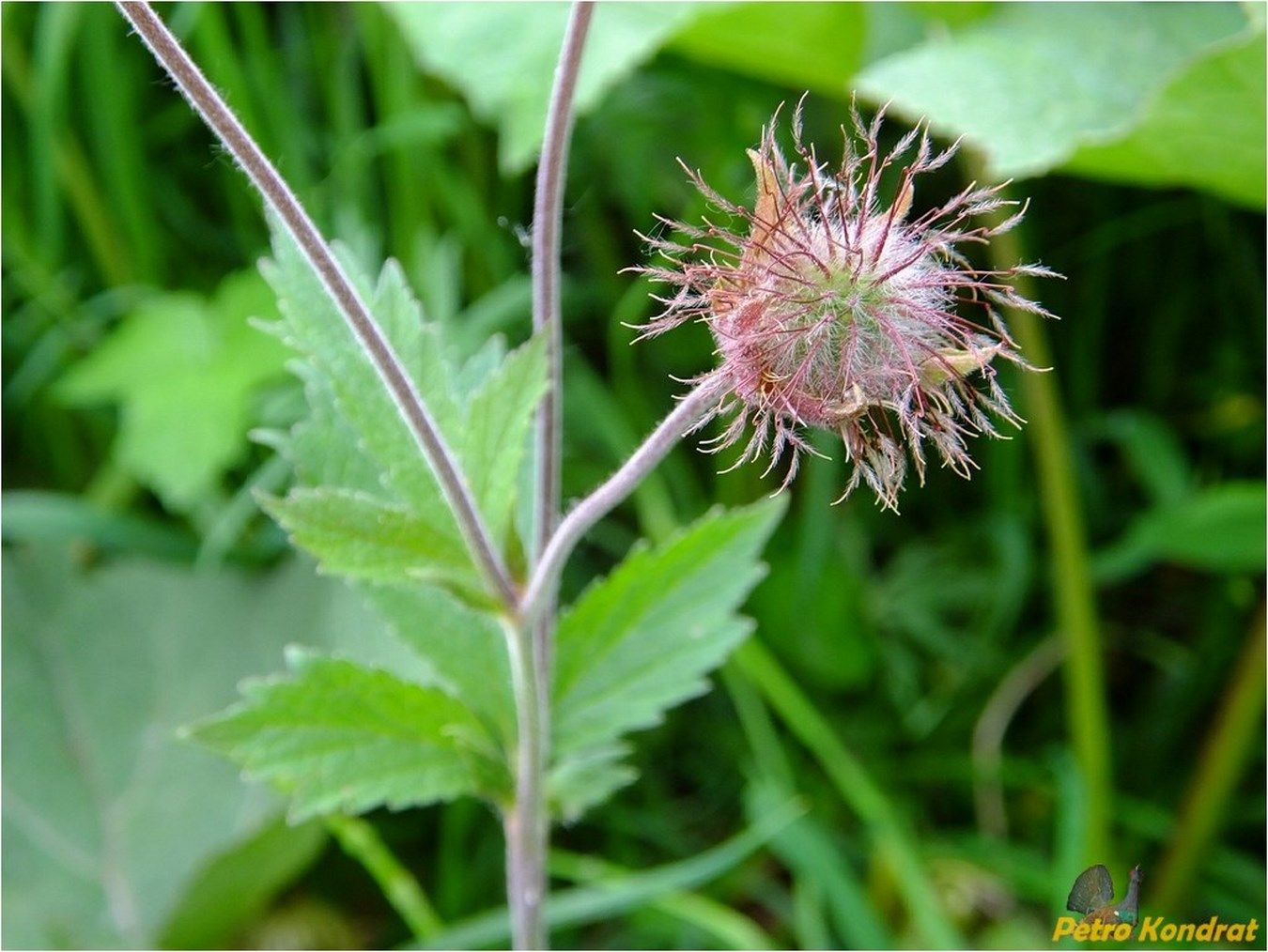 Image of Geum rivale specimen.